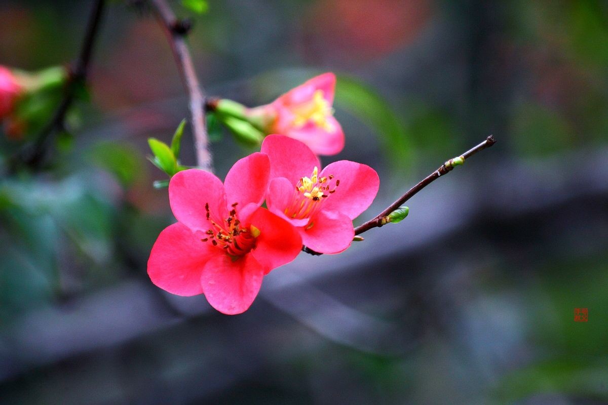 木瓜花（四）