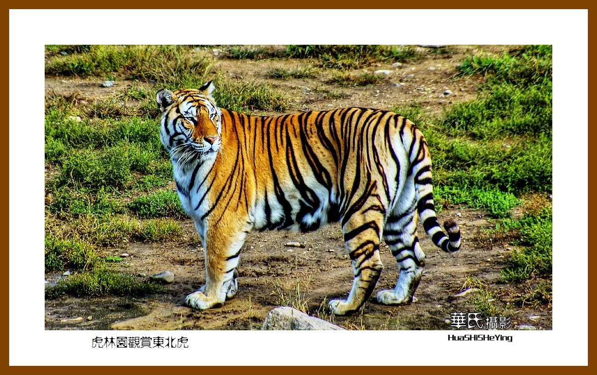 2022东部边境行069虎林园观赏东北虎之二黑龙江省牡丹江市海林
