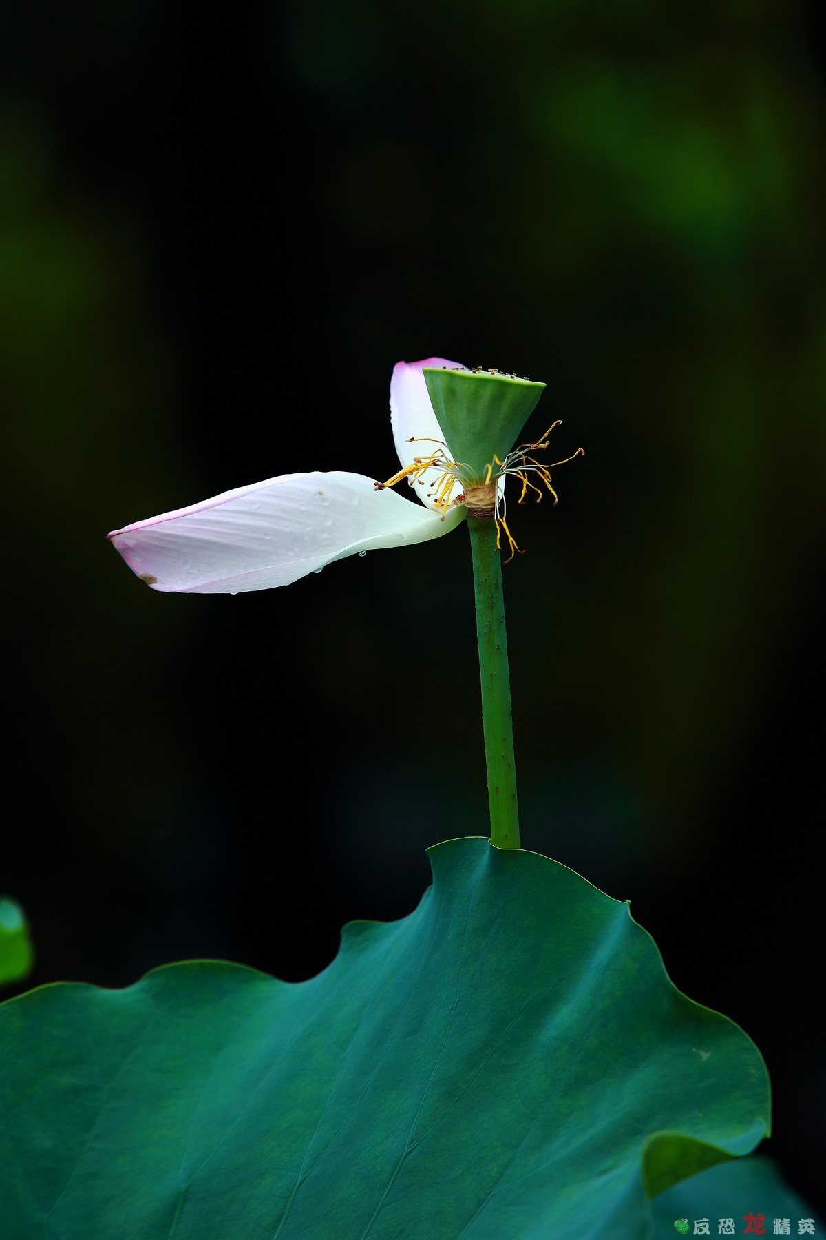 佛山市亚艺公园——荷花