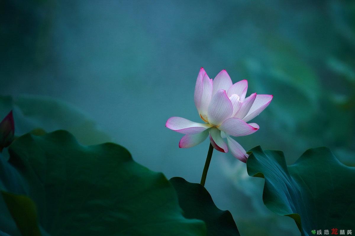 佛山市亚艺公园——荷花