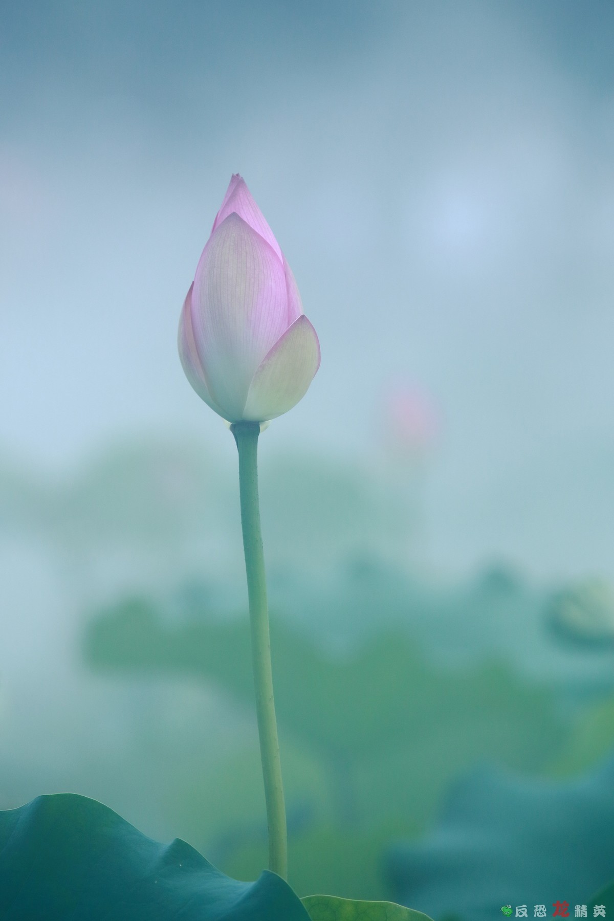 佛山市亚艺公园——荷花