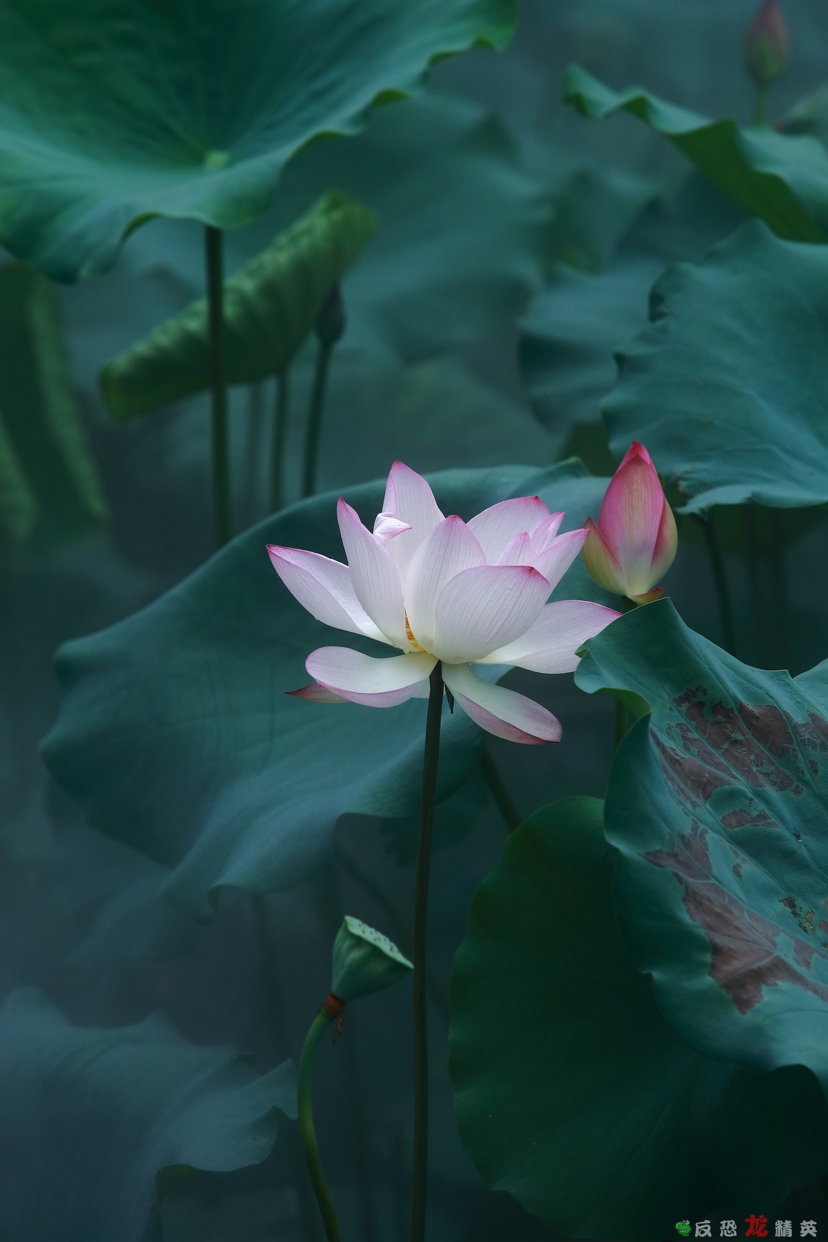 佛山市亚艺公园——荷花