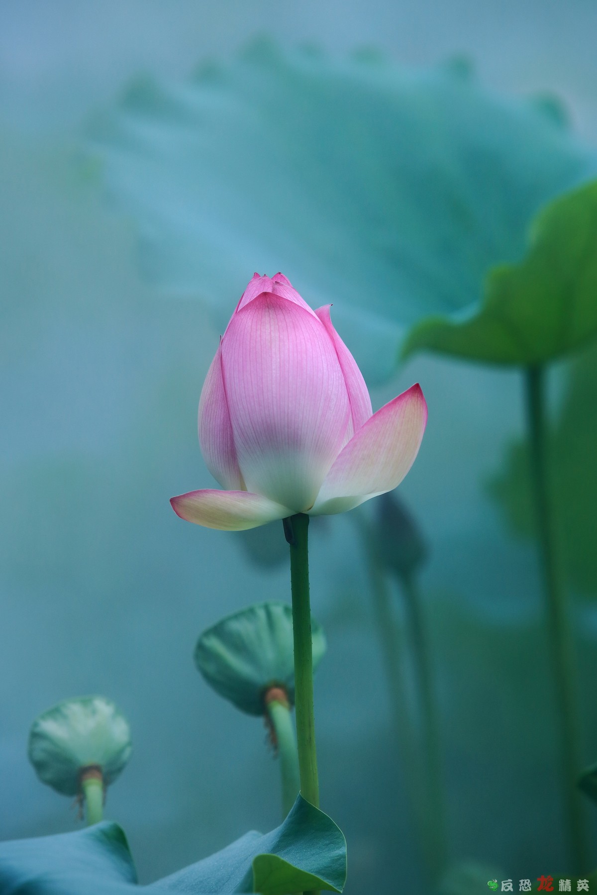 佛山市亚艺公园——荷花