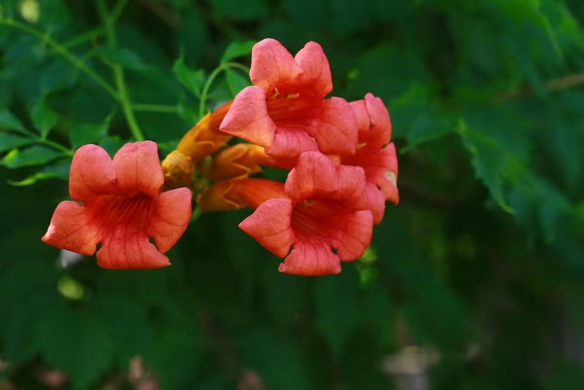凌宵花3