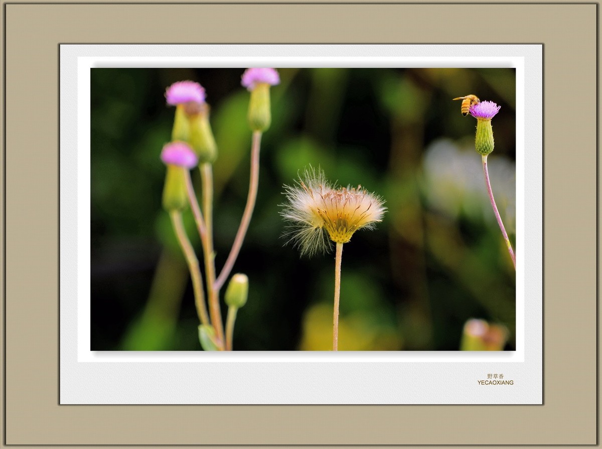 装饰画--野草香