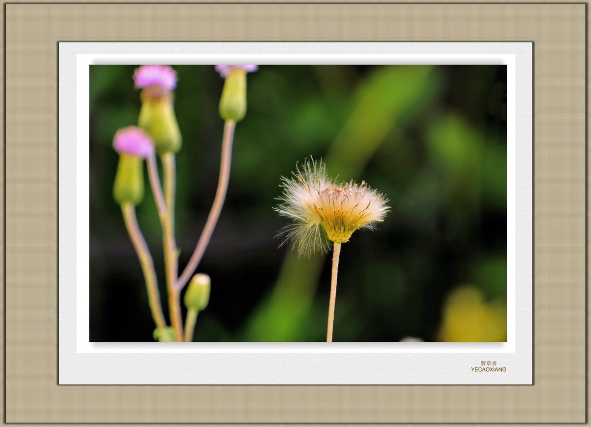 装饰画--野草香