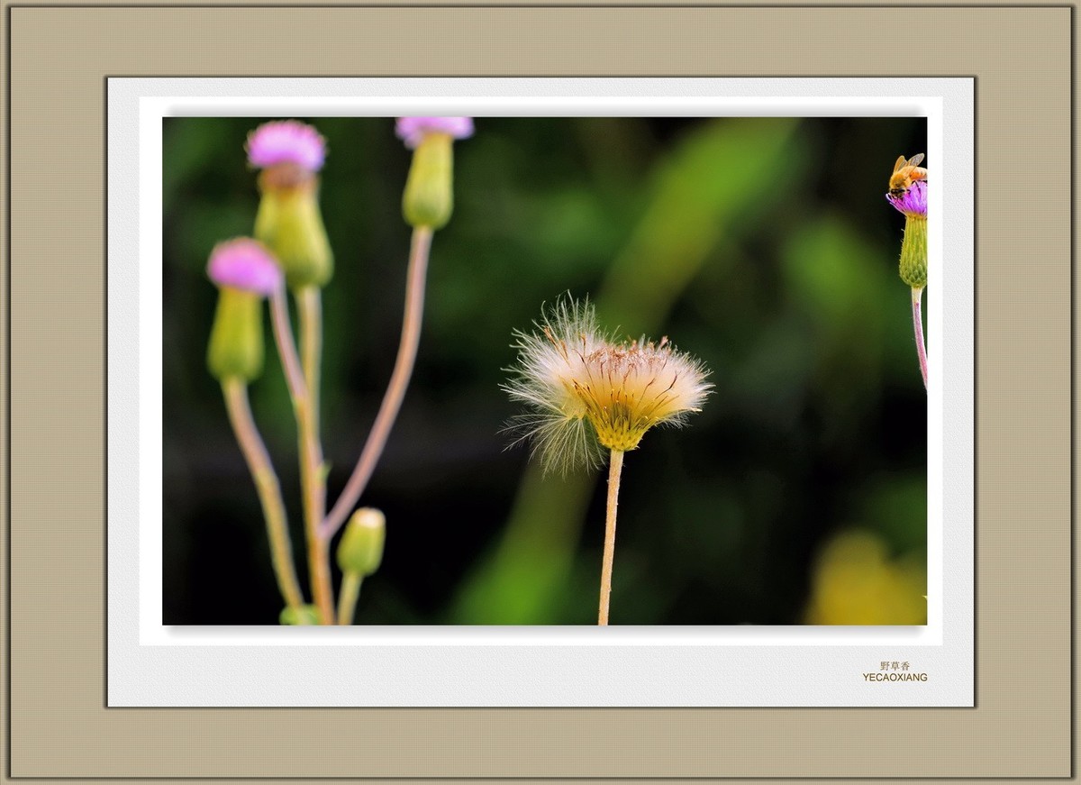 装饰画--野草香