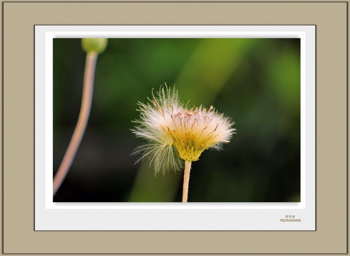 装饰画--野草香