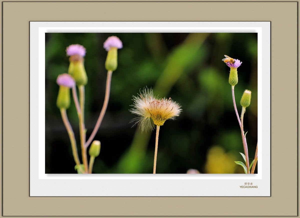 装饰画--野草香