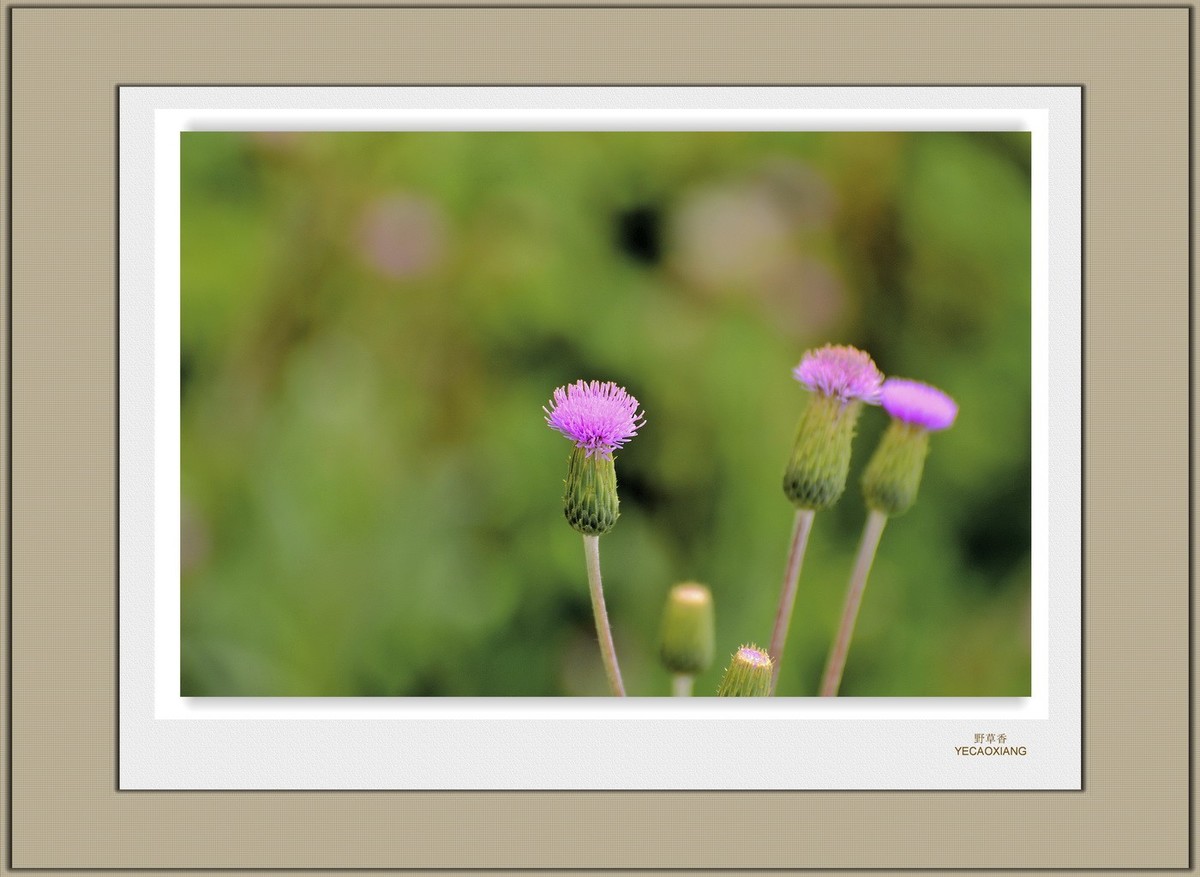 装饰画--野花香（二）