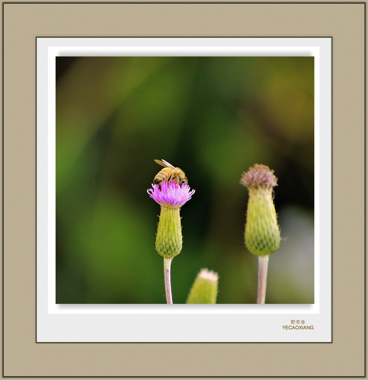 装饰画--野花香（二）