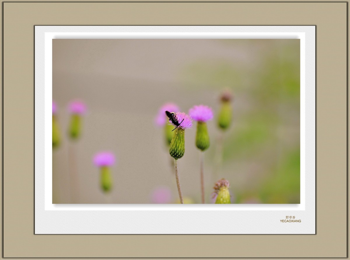 装饰画--野花香（二）