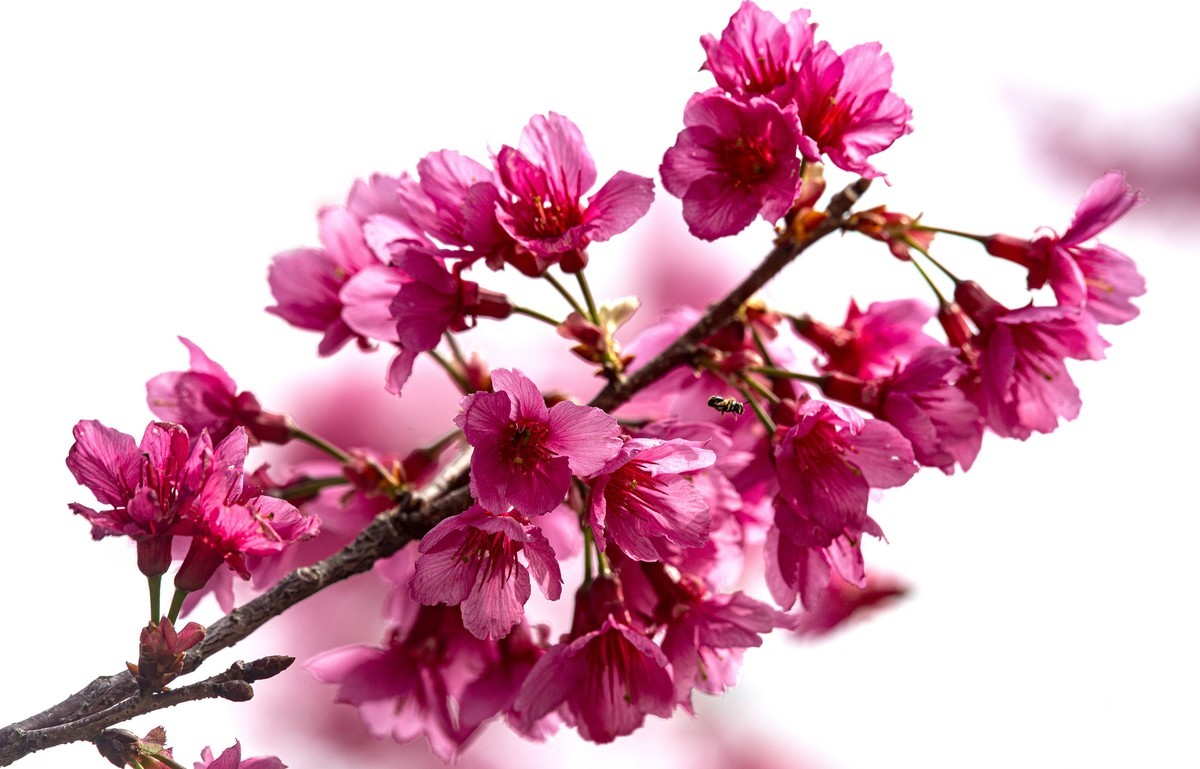 樱花
