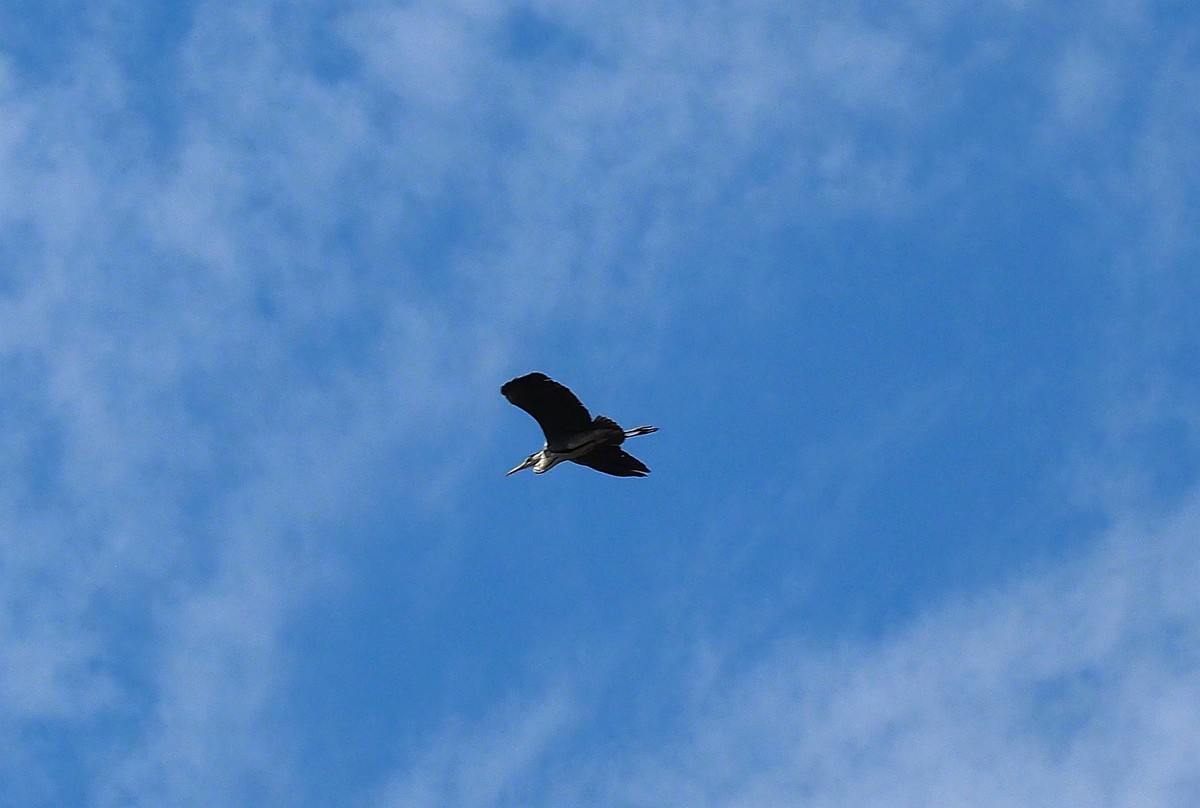 莲花湖游拍（7）苍鹭