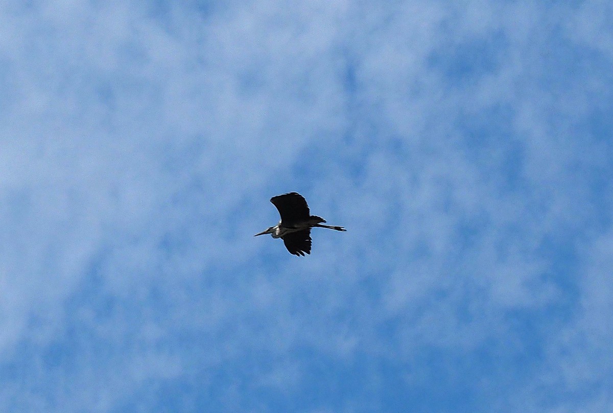 莲花湖游拍（7）苍鹭