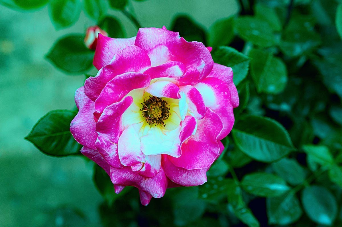 一花忆一季