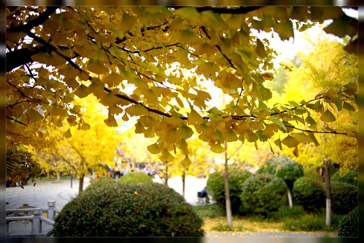 金秋时节随笔...