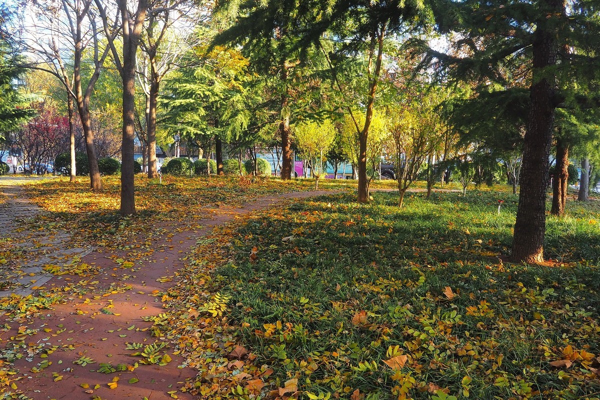 冬日· 街角公园2