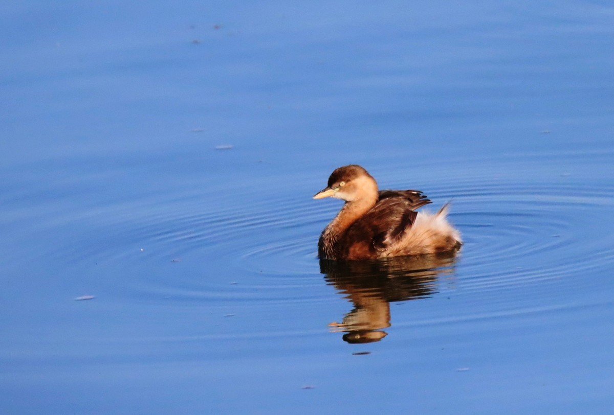 试试账号---小鸭几片