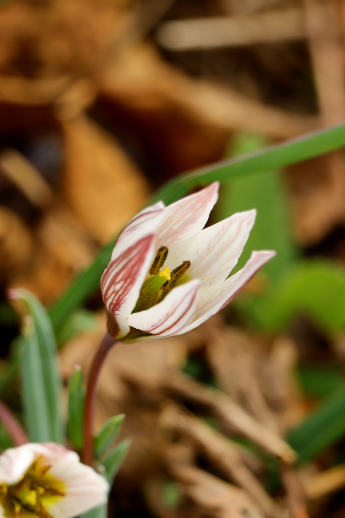 一种叫老鸦瓣的野花