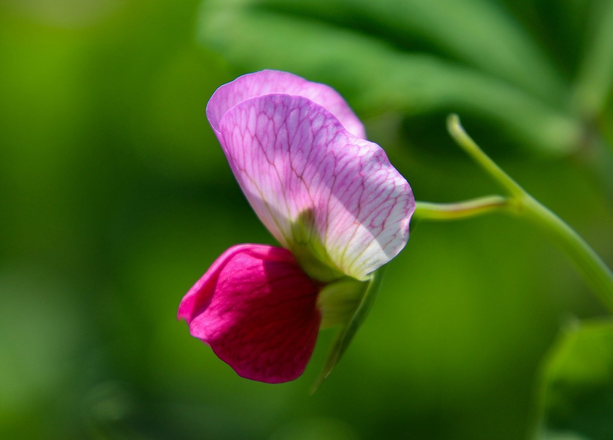 餐桌上的荷蘭豆