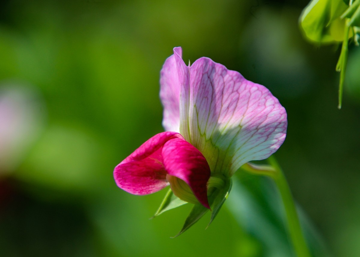 餐桌上的荷蘭豆