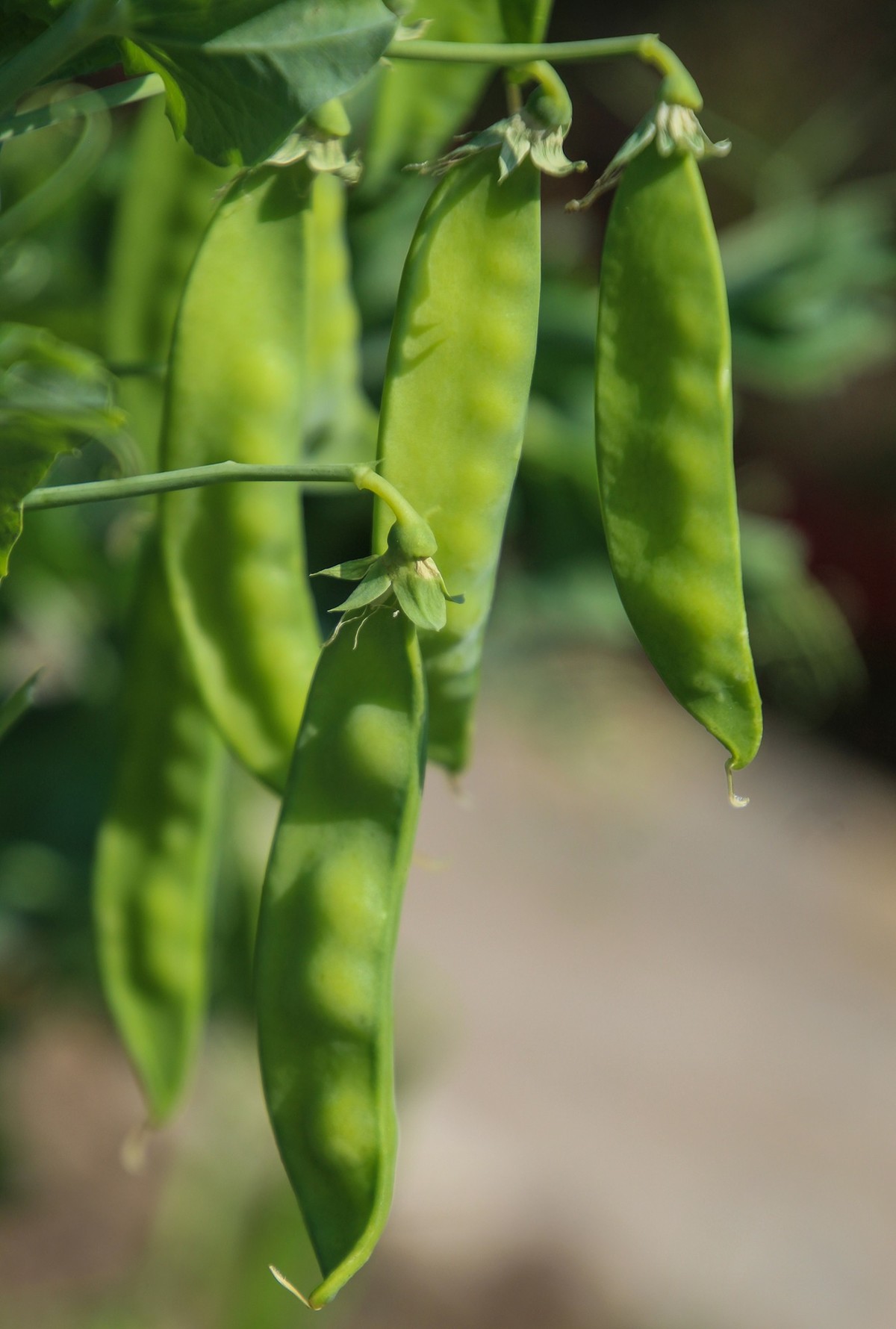 餐桌上的荷蘭豆