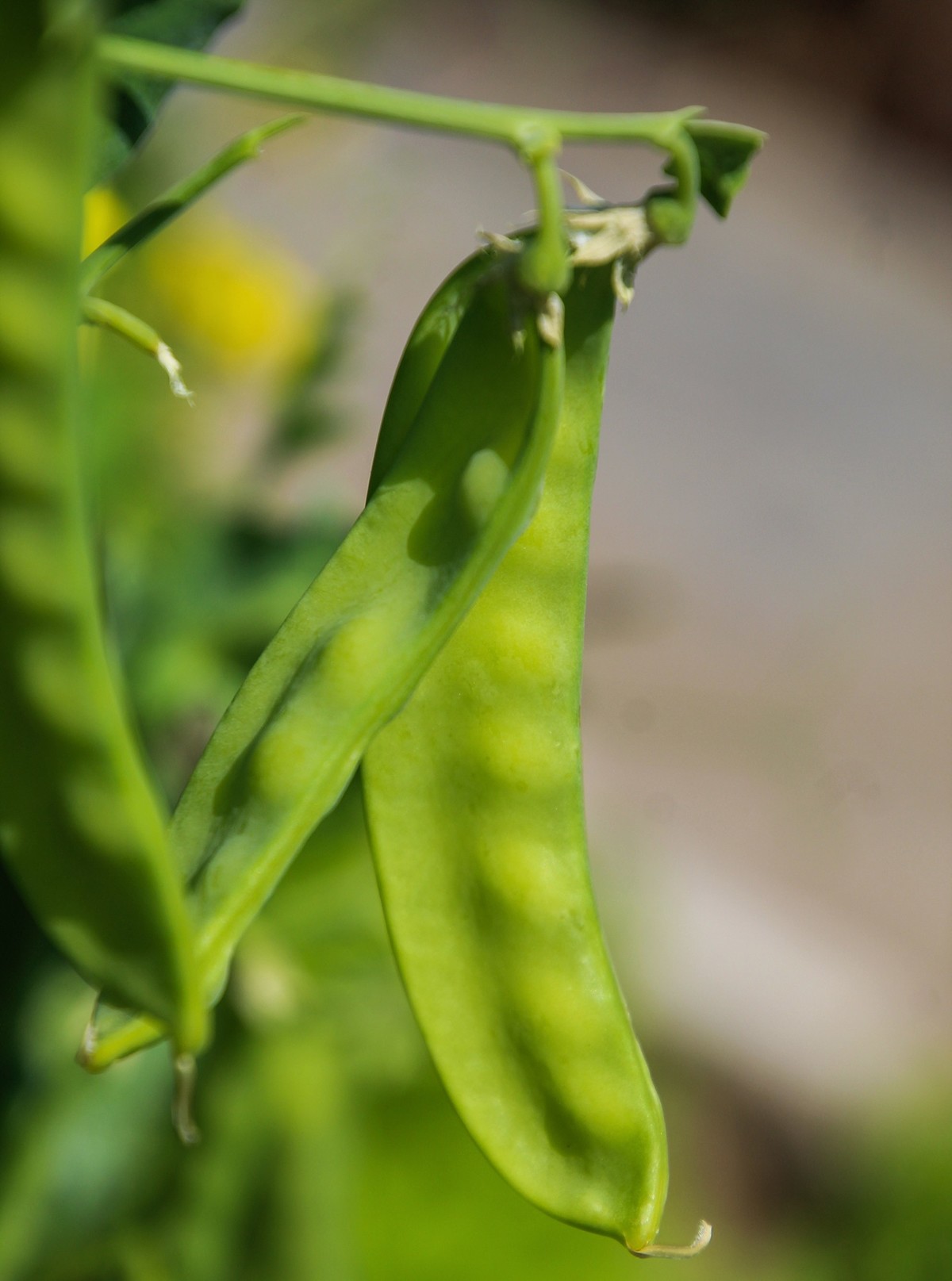 餐桌上的荷蘭豆
