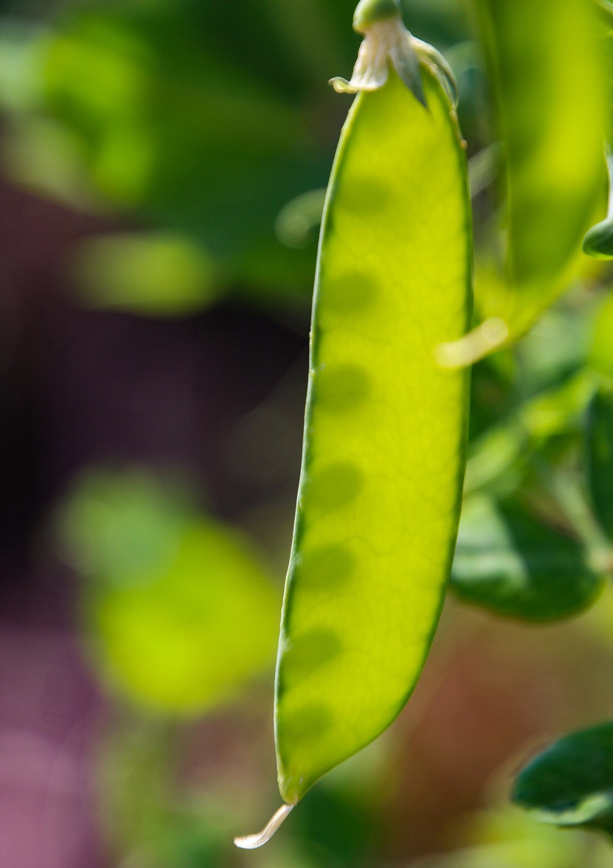 餐桌上的荷蘭豆
