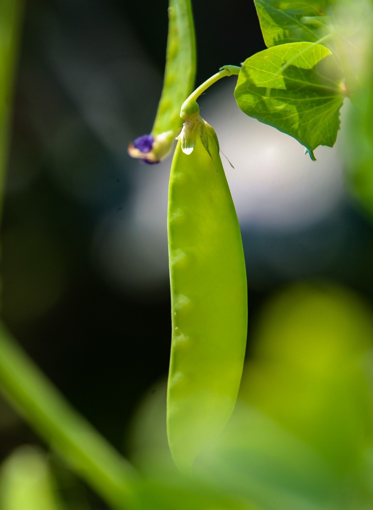 餐桌上的荷蘭豆