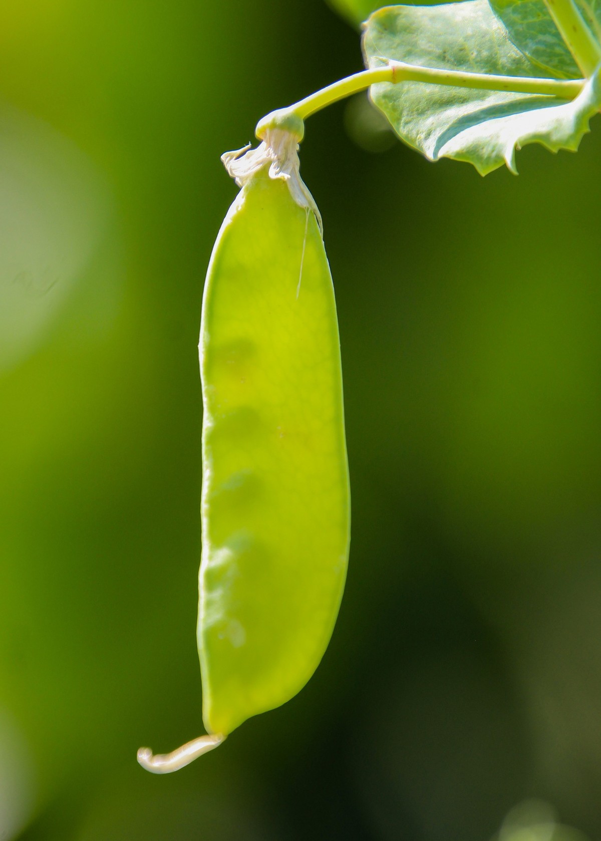 餐桌上的荷蘭豆
