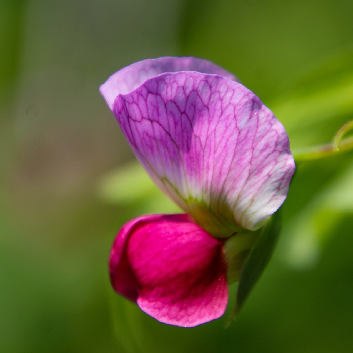 餐桌上的荷蘭豆