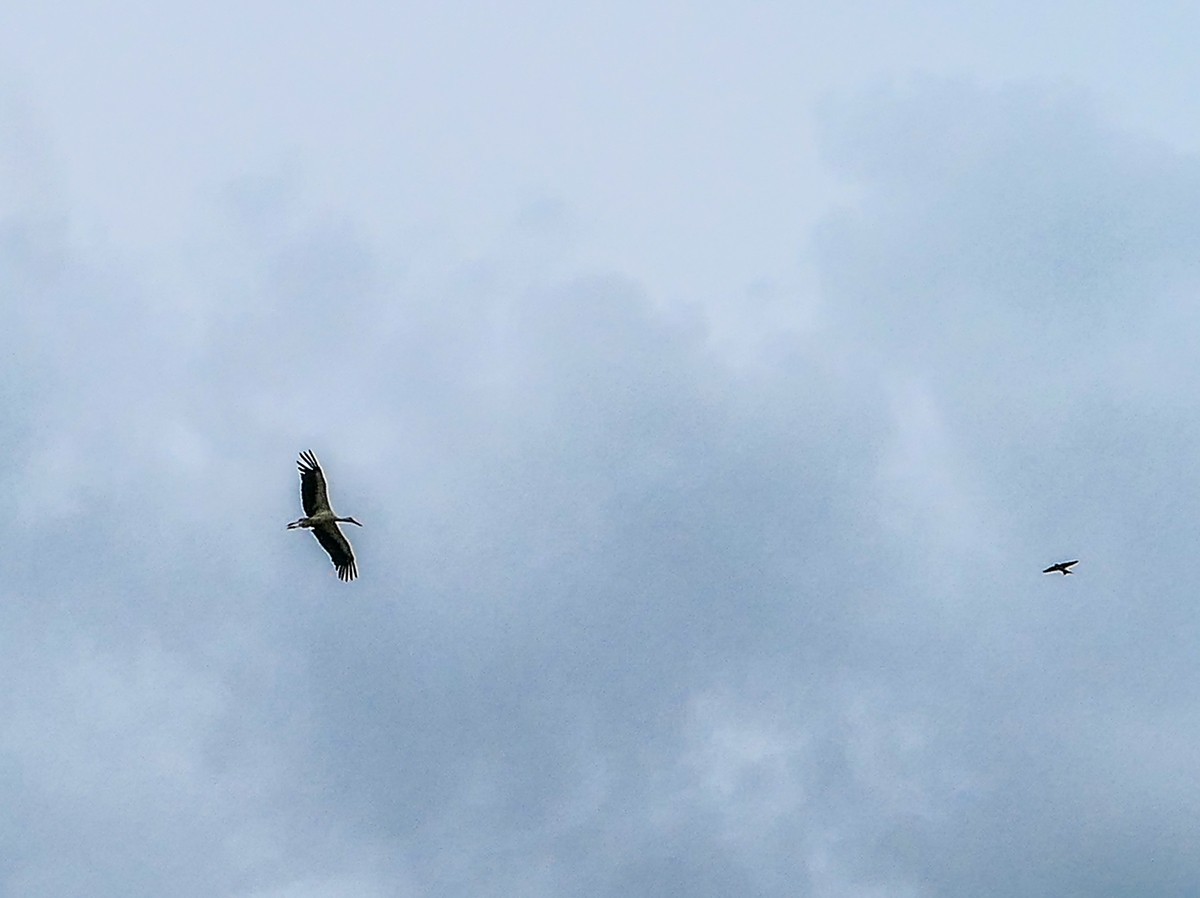旷野飞鹰（信天翁）