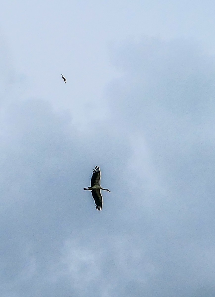 旷野飞鹰（信天翁）