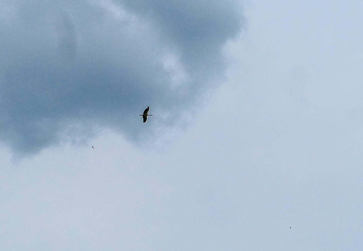 旷野飞鹰（信天翁）