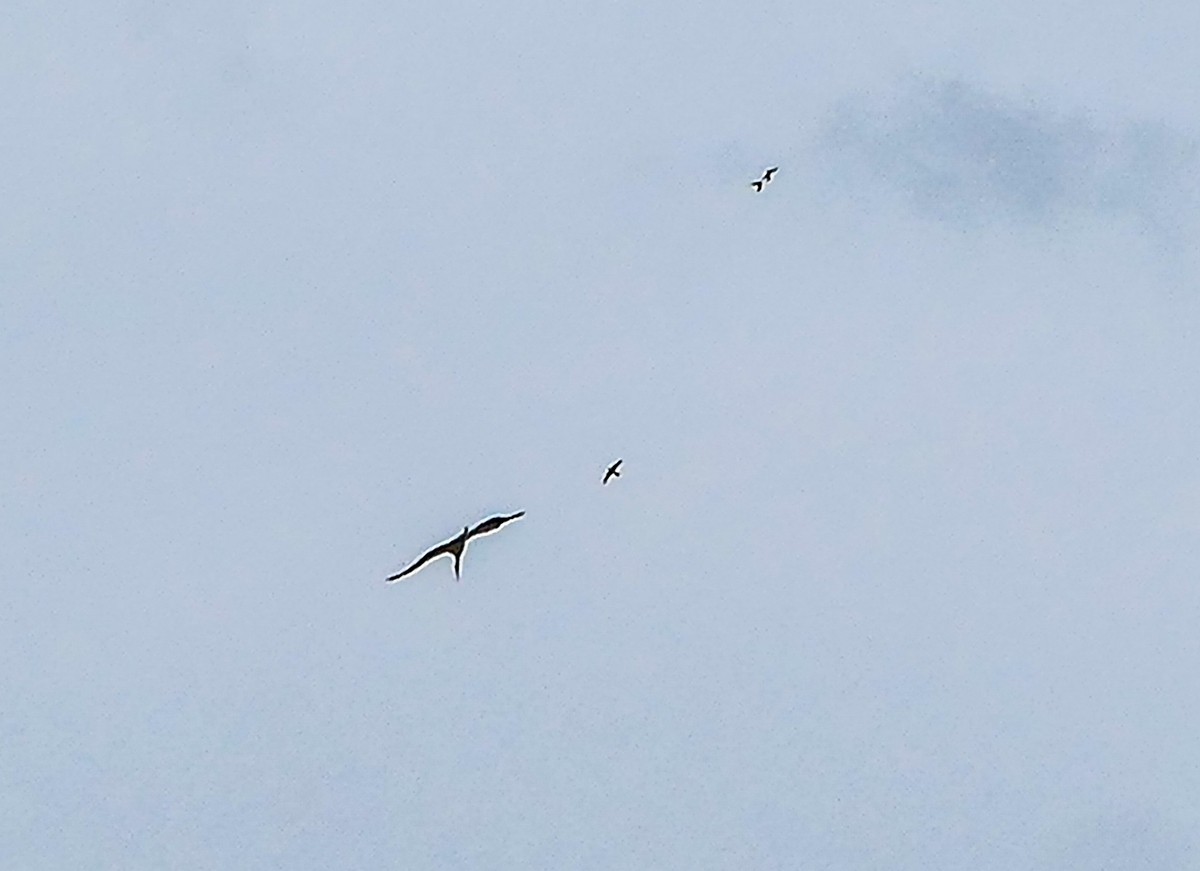 旷野飞鹰（信天翁）