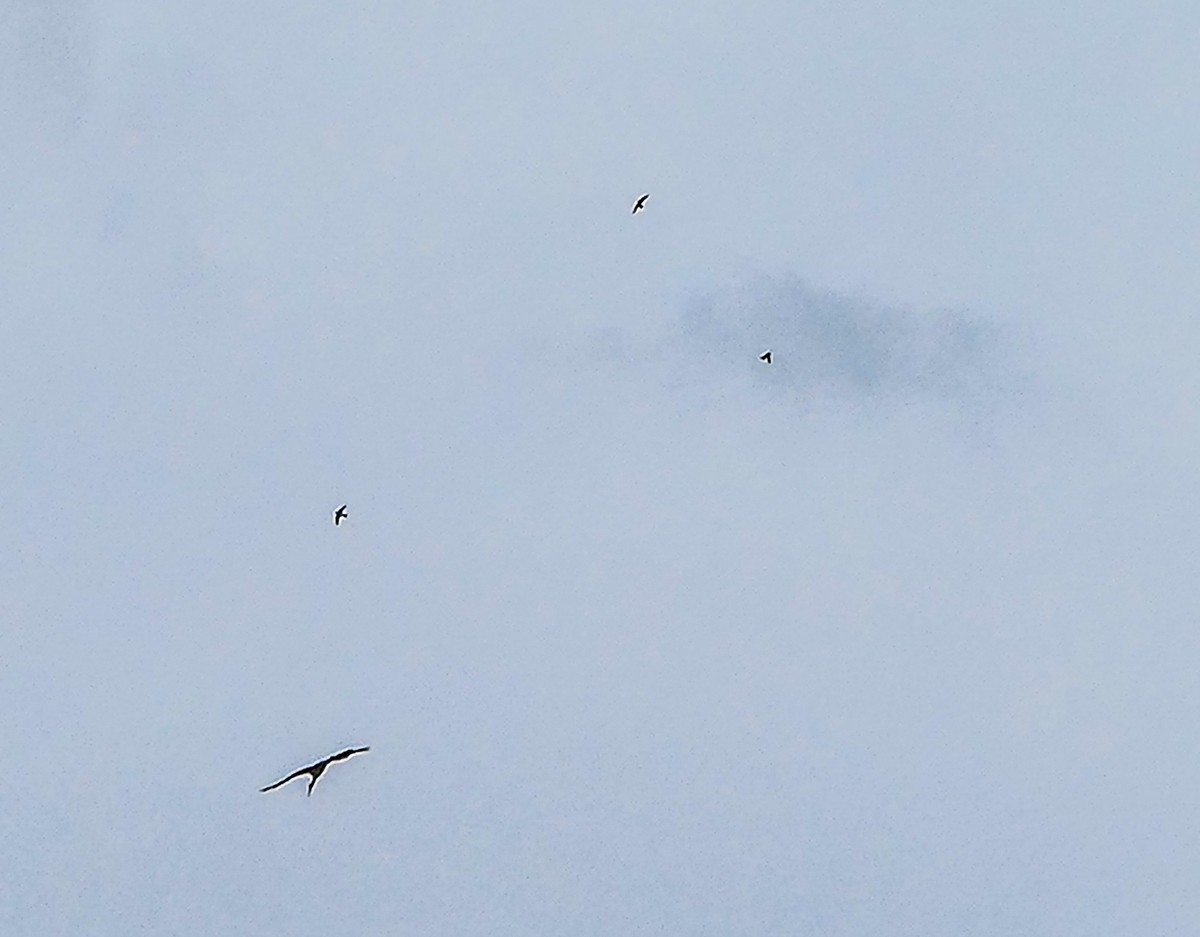 旷野飞鹰（信天翁）