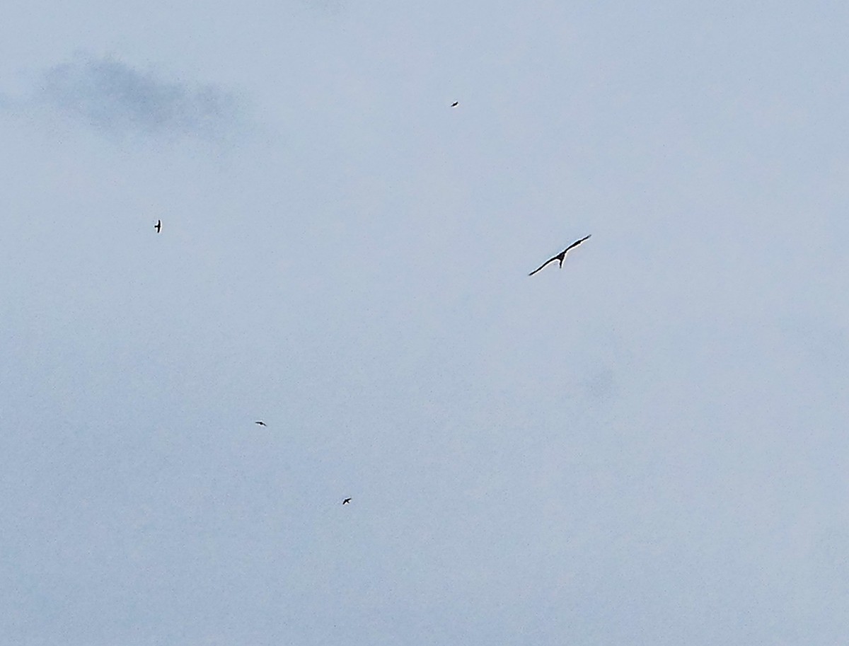 旷野飞鹰（信天翁）