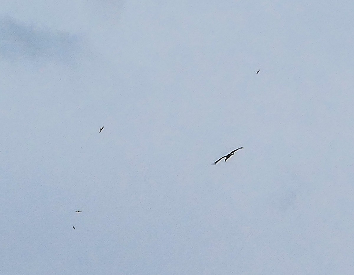 旷野飞鹰（信天翁）