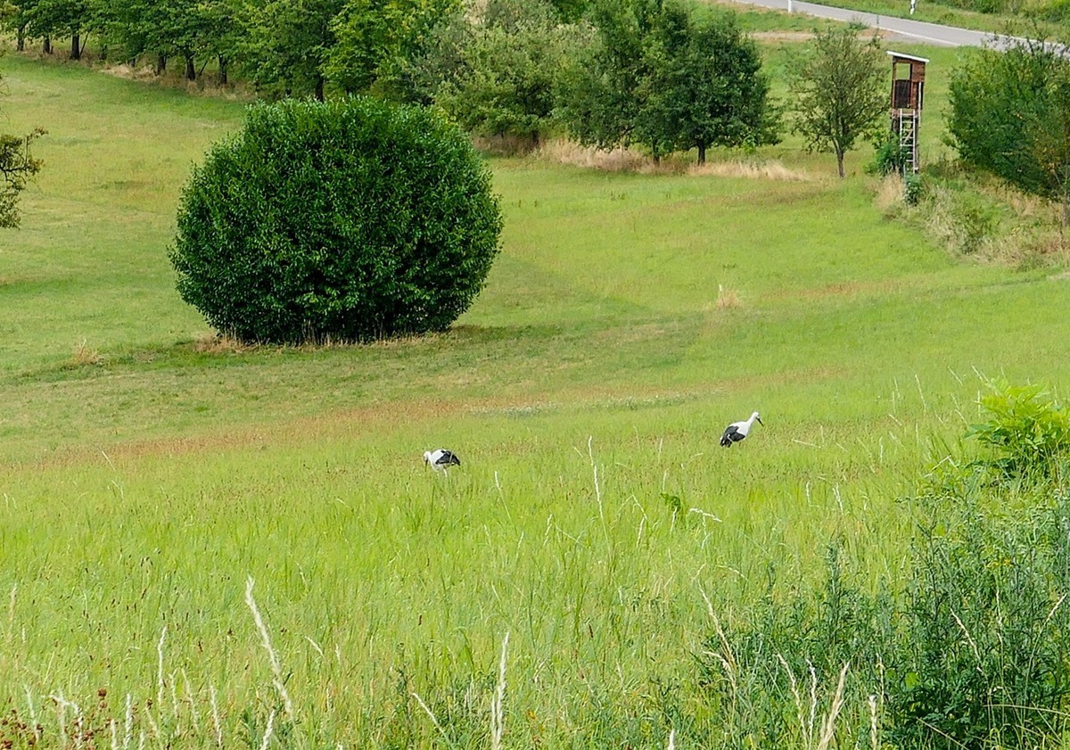 旷野飞鹰（信天翁）