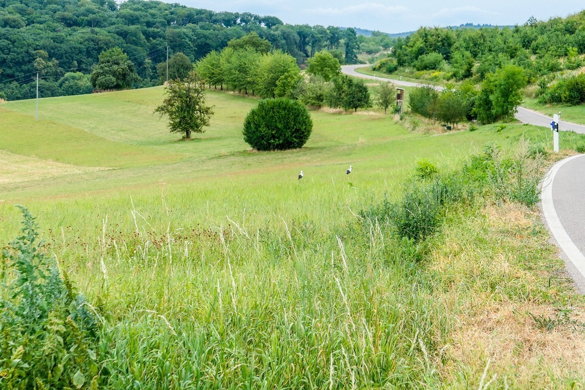 旷野飞鹰（信天翁）