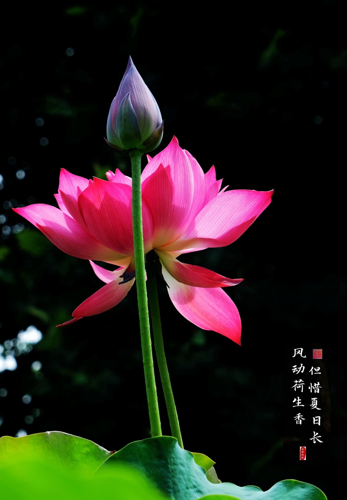 荷韵图-中关村在线摄影论坛