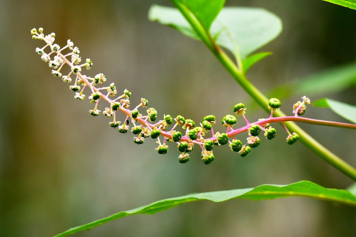 【奇花异草】植物界的独门暗器--商陆