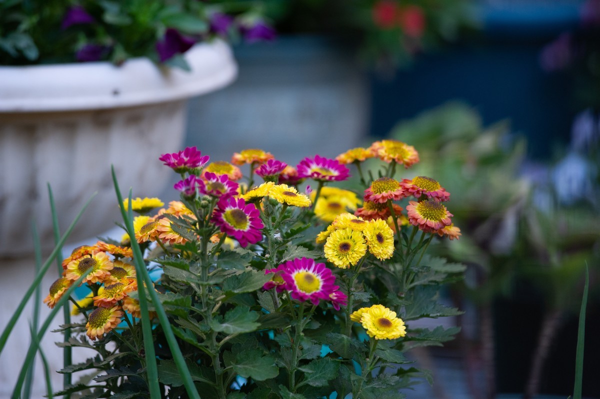 初试AFS 300mm 4D IF-ED