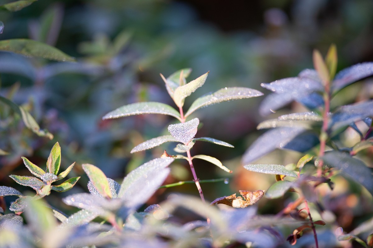 初试AFS 300mm 4D IF-ED