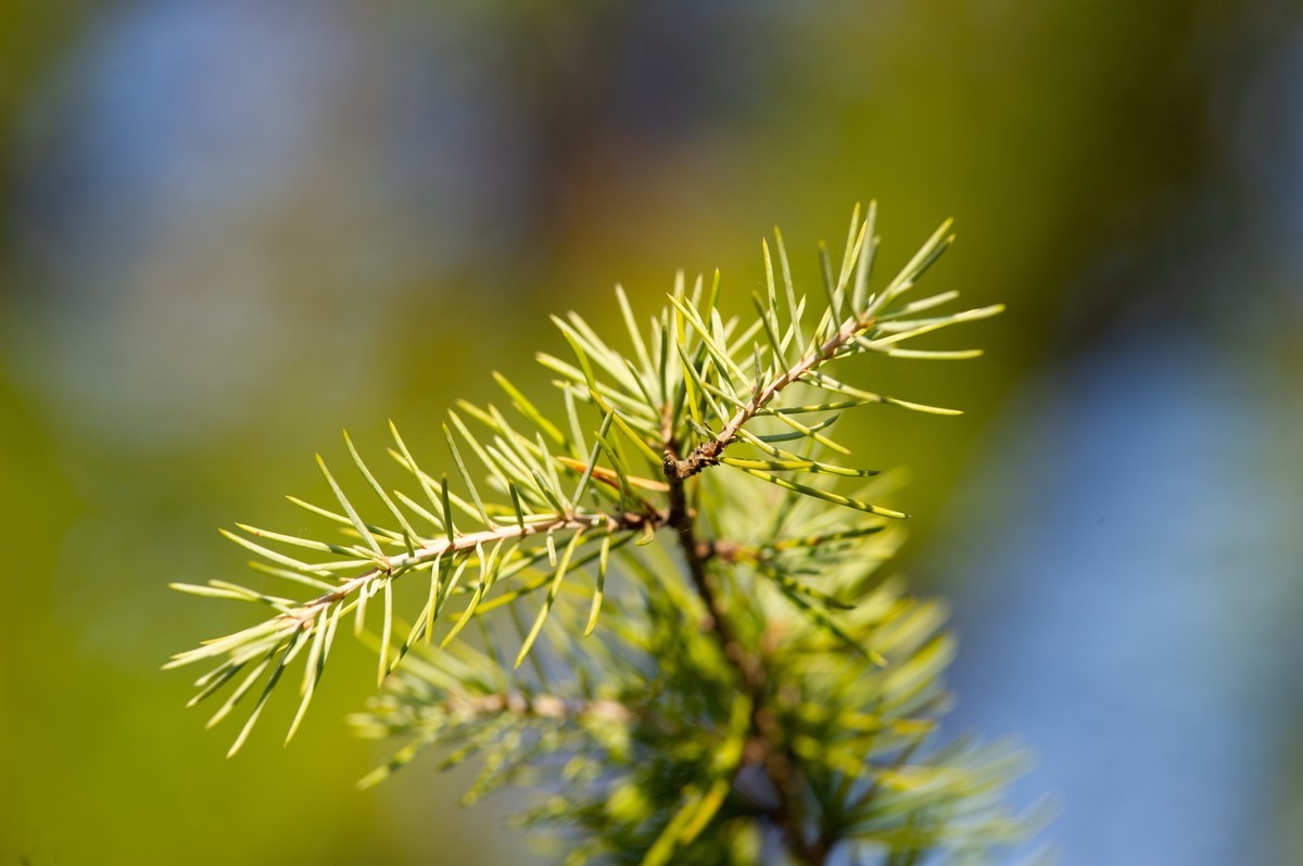 初试AFS 300mm 4D IF-ED