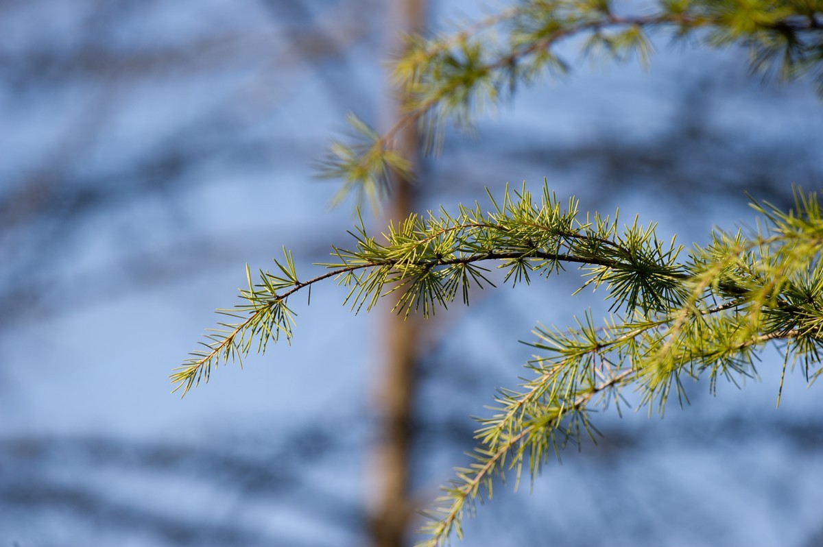 初试AFS 300mm 4D IF-ED