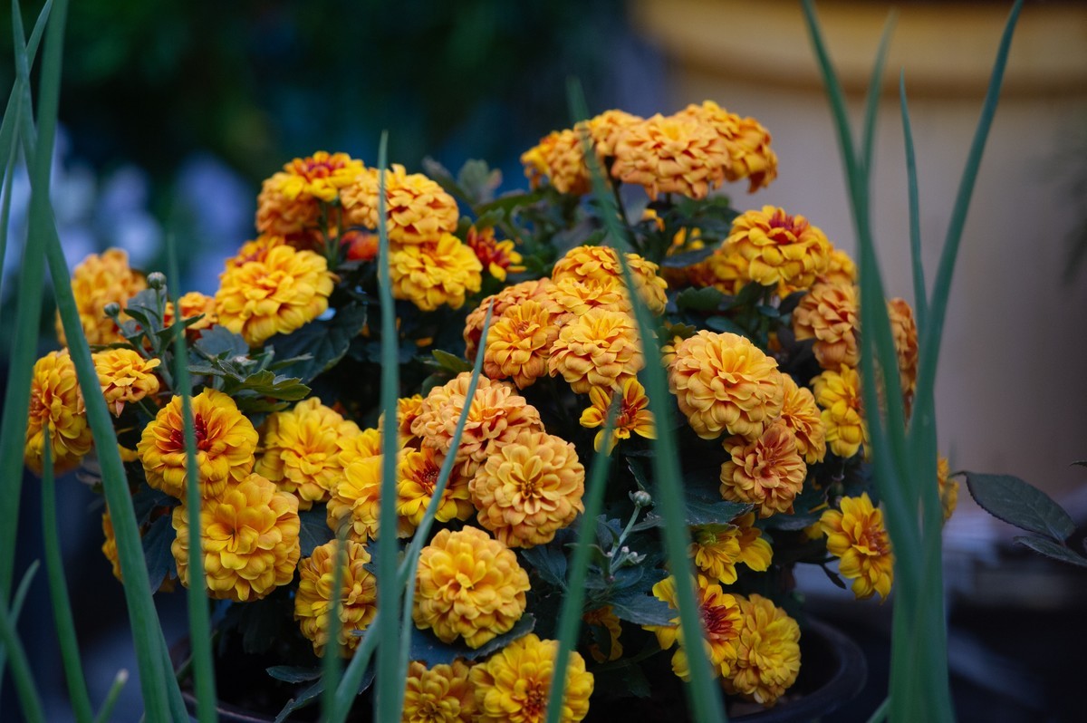 初试AFS 300mm 4D IF-ED