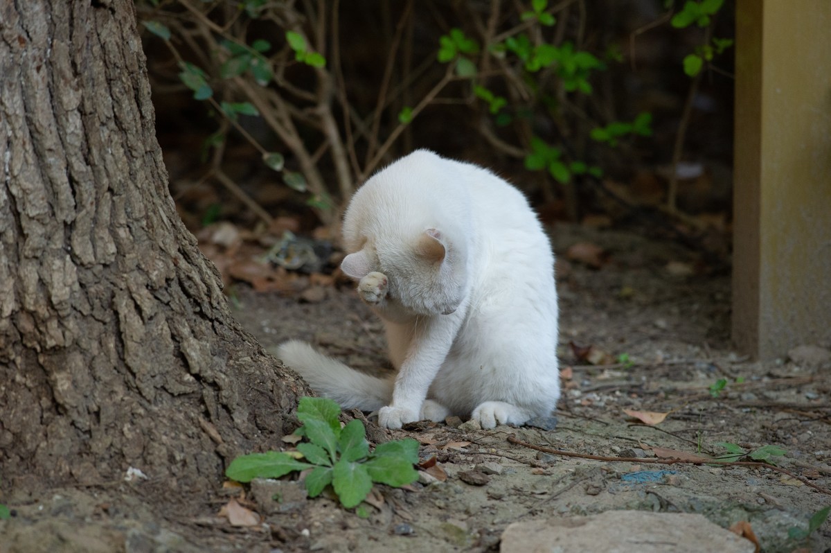 初试AFS 300mm 4D IF-ED