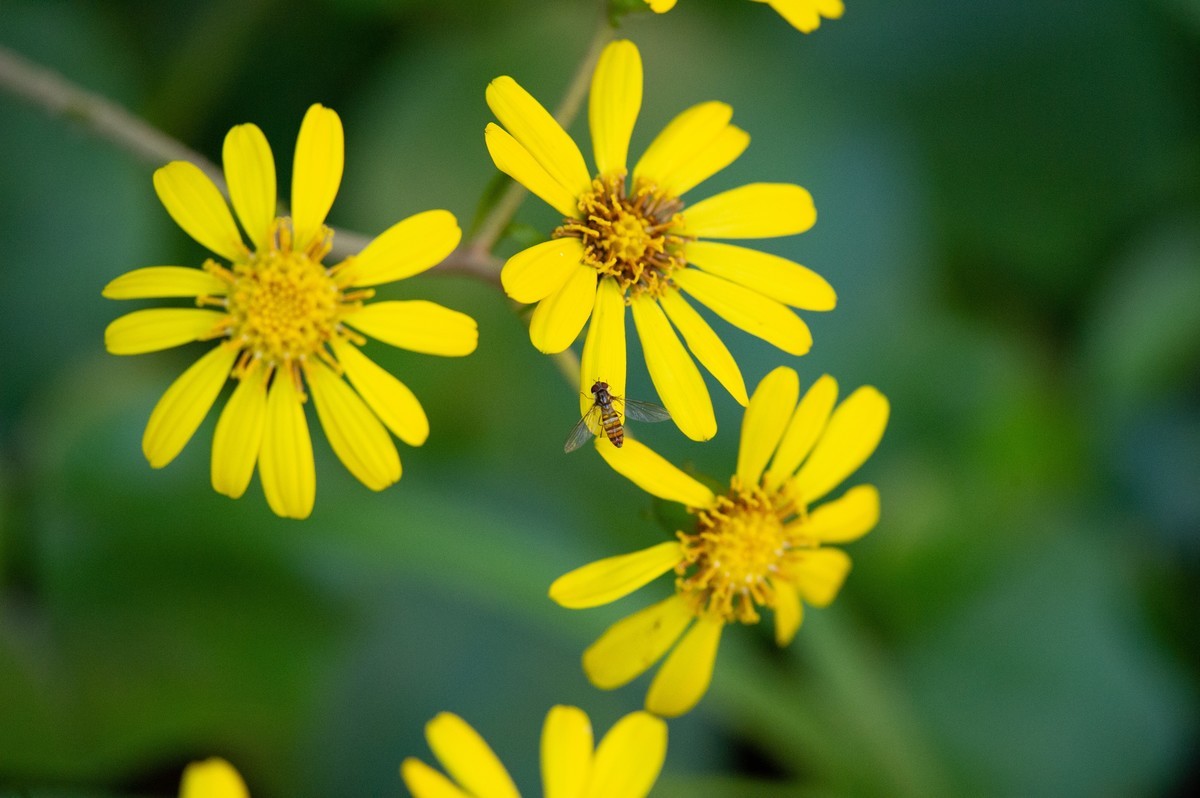 初试AFS 300mm 4D IF-ED